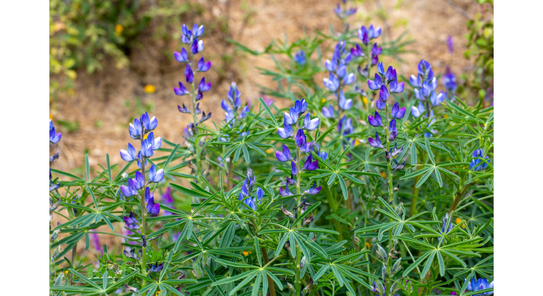 Kiedy siać łubin na nasiona? Jak uprawiać łubin na nasiona?
